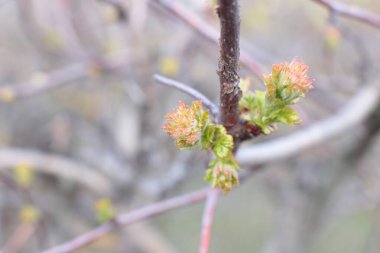 Genç tomurcuklar ve dallarda yeşil yapraklar