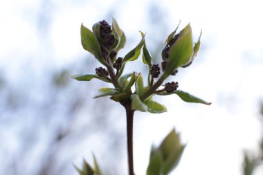 Genç tomurcuklar ve dallarda yeşil yapraklar