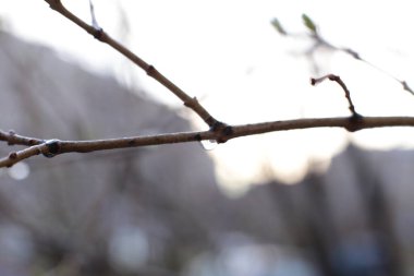 Genç tomurcuklar ve dallarda yeşil yapraklar