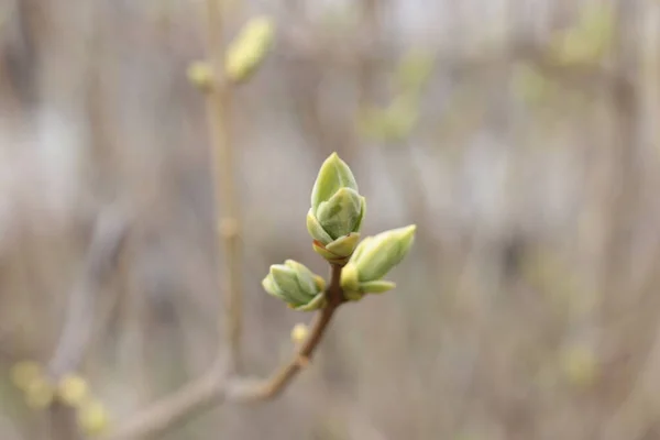 Frühlingsanfang Knospen Den Bäumen Öffnen Sich Laute Werden Grün Und — Stockfoto