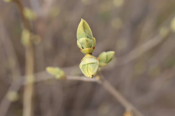 Frühlingsanfang Knospen Den Bäumen Öffnen Sich Laute Werden Grün Und — Stockfoto