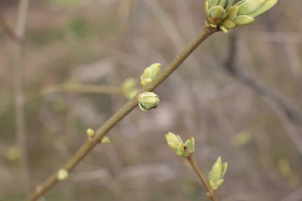 Początek Wiosny Pąki Drzewach Otwarte Lutnie Zielone Natura Budzi Się — Zdjęcie stockowe