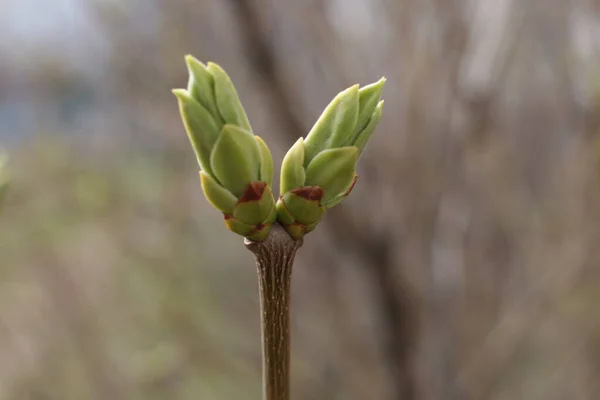 Comienzo Primavera Brotes Los Árboles Abiertos Laúdes Vuelven Verdes Naturaleza — Foto de Stock