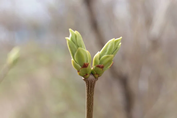 Inizio Della Primavera Germogli Sugli Alberi Aperti Liuti Diventano Verdi — Foto Stock