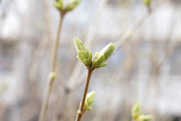 Beginning Spring Buds Trees Open Lutes Turn Green Nature Wakes — Stock Photo, Image