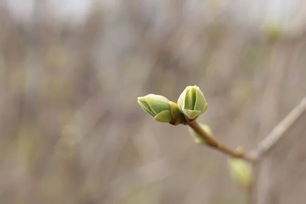 Frühlingsanfang Knospen Den Bäumen Öffnen Sich Laute Werden Grün Und — Stockfoto