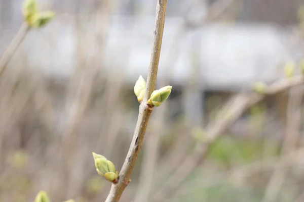 Comienzo Primavera Brotes Los Árboles Abiertos Laúdes Vuelven Verdes Naturaleza — Foto de Stock