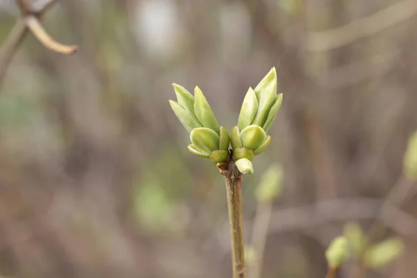 Frühlingsanfang Knospen Den Bäumen Öffnen Sich Laute Werden Grün Und — Stockfoto