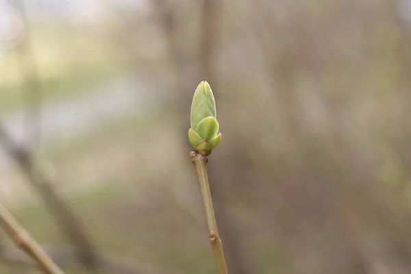 Början Våren Knoppar Träden Öppna Lutor Blir Gröna Och Naturen — Stockfoto