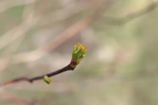 Början Våren Knoppar Träden Öppna Lutor Blir Gröna Och Naturen — Stockfoto