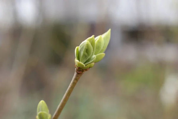 Початок Весни Бутони Деревах Відкриті Ластівки Стають Зеленими Природа Прокидається — стокове фото