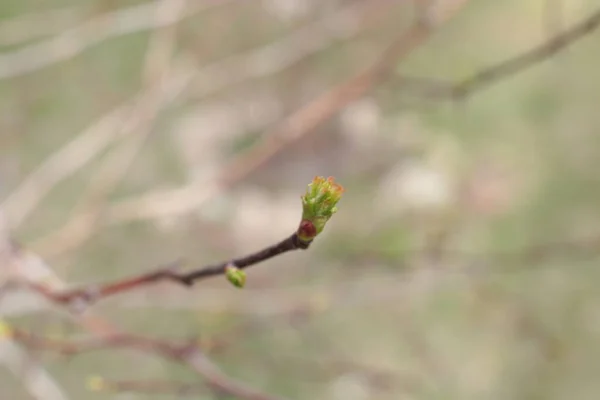 Początek Wiosny Pąki Drzewach Otwarte Lutnie Zielone Natura Budzi Się — Zdjęcie stockowe