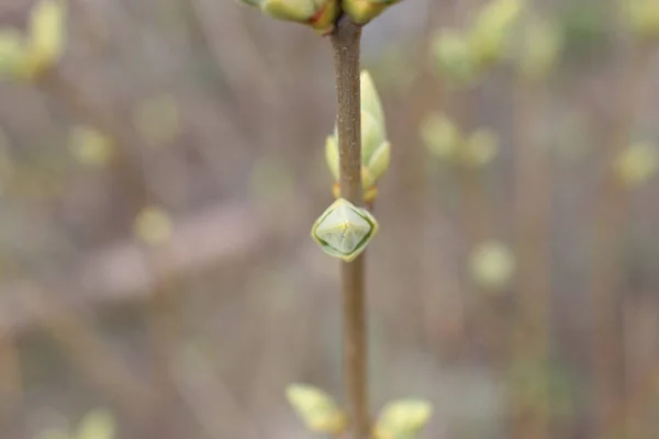 Beginning Spring Buds Trees Open Lutes Turn Green Nature Wakes — Stock Photo, Image