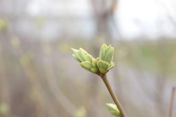 Початок Весни Бутони Деревах Відкриті Ластівки Стають Зеленими Природа Прокидається — стокове фото