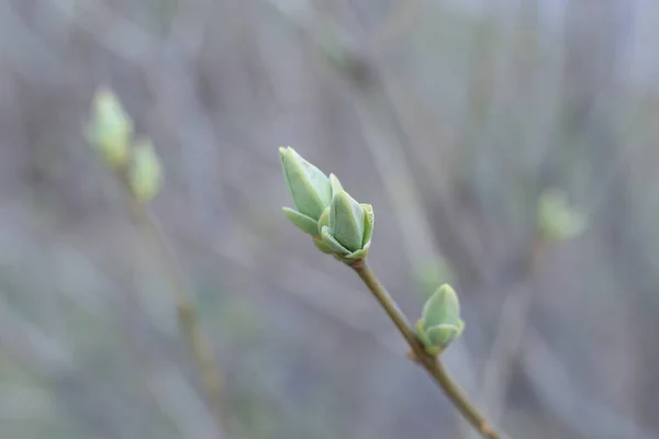 Beginning Spring Buds Trees Open Lutes Turn Green Nature Wakes — Stock Photo, Image