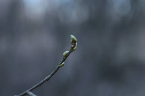 Początek Wiosny Pąki Drzewach Otwarte Lutnie Zielone Natura Budzi Się — Zdjęcie stockowe