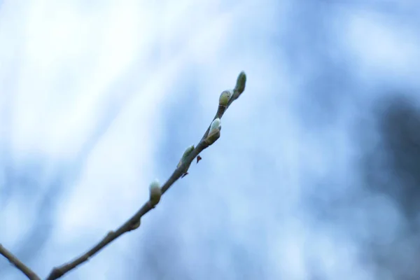 Początek Wiosny Pąki Drzewach Otwarte Lutnie Zielone Natura Budzi Się — Zdjęcie stockowe