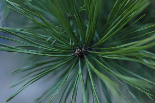 Början Våren Knoppar Träden Öppna Lutor Blir Gröna Och Naturen — Stockfoto