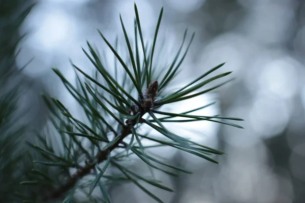 Början Våren Knoppar Träden Öppna Lutor Blir Gröna Och Naturen — Stockfoto