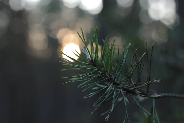 Lkbaharın Başında Ağaçlarda Tomurcuklar Açılır Lütler Yeşile Döner Doğa Uyanır — Stok fotoğraf