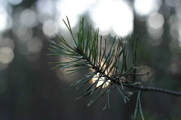 Het Begin Van Lente Knoppen Aan Bomen Open Luiten Groen — Stockfoto