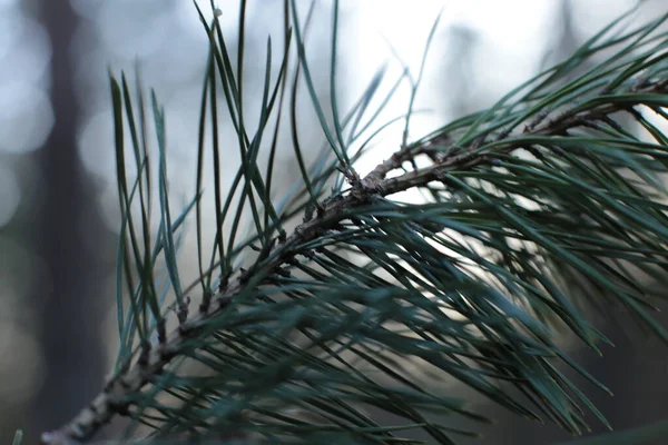 Början Våren Knoppar Träden Öppna Lutor Blir Gröna Och Naturen — Stockfoto