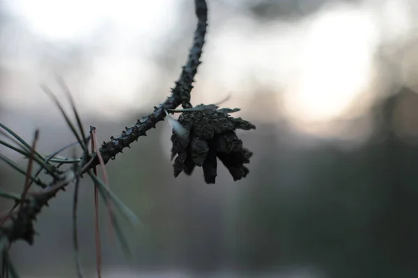 Beginning Spring Buds Trees Open Lutes Turn Green Nature Wakes — Stock Photo, Image