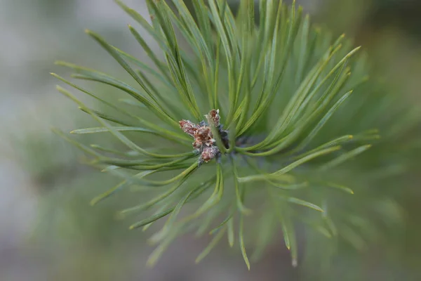 Začátku Jara Poupata Stromech Otevřená Loutny Zelené Příroda Probouzí — Stock fotografie