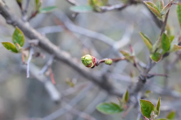 Young Buds Green Leaves Branches — Stock Photo, Image