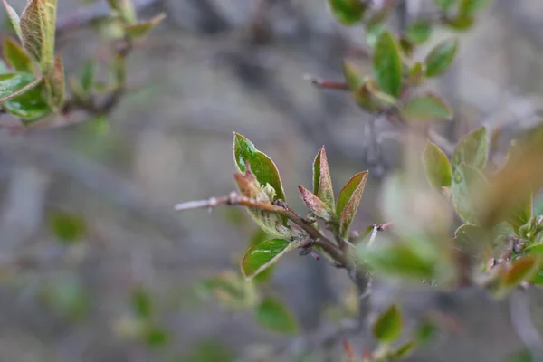 Brotes Jóvenes Hojas Verdes Las Ramas —  Fotos de Stock