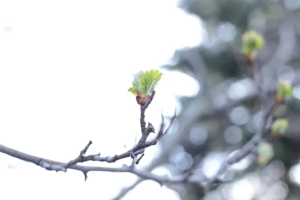 Unga Knoppar Och Gröna Blad Grenarna — Stockfoto