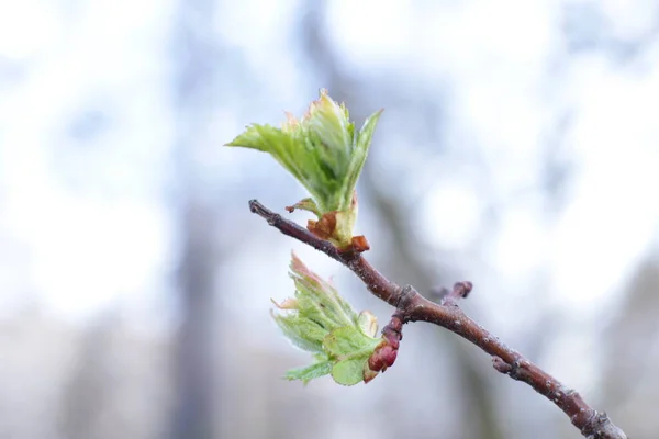 Jeunes Bourgeons Feuilles Vertes Sur Les Branches — Photo