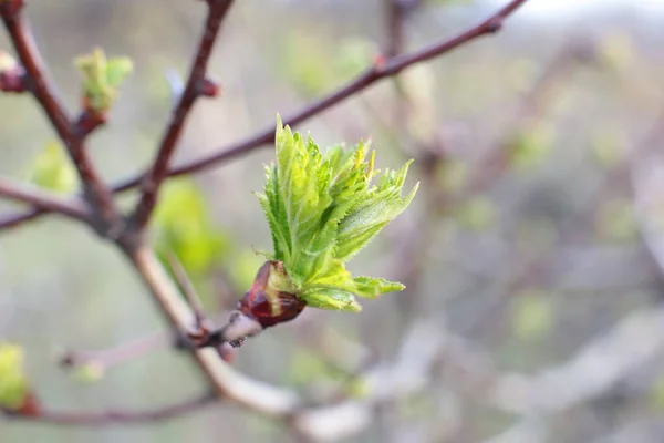 Unga Knoppar Och Gröna Blad Grenarna — Stockfoto