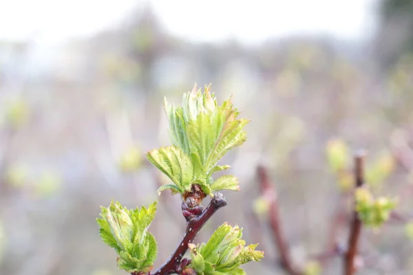 Jeunes Bourgeons Feuilles Vertes Sur Les Branches — Photo