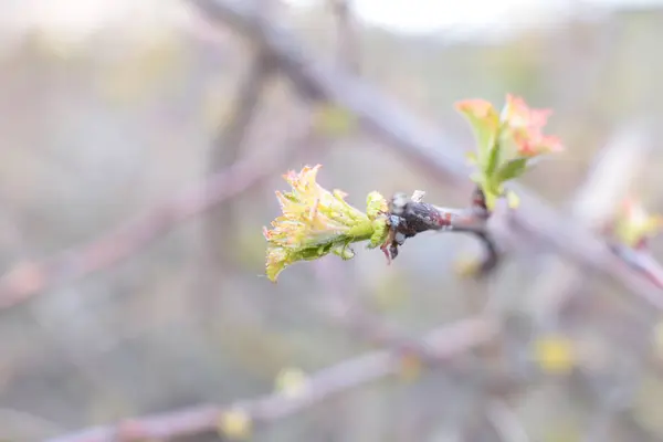 Jeunes Bourgeons Feuilles Vertes Sur Les Branches — Photo