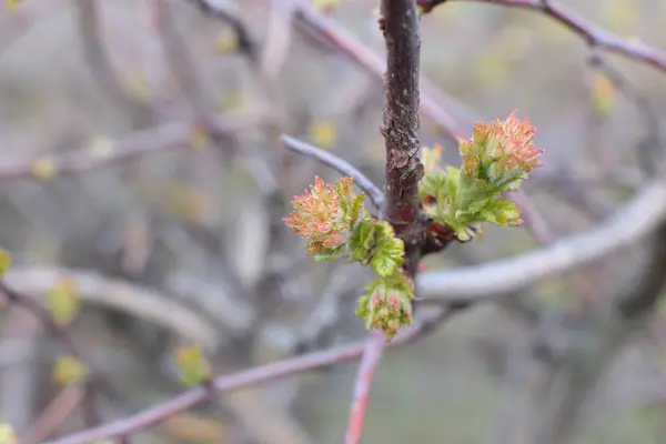 Jeunes Bourgeons Feuilles Vertes Sur Les Branches — Photo