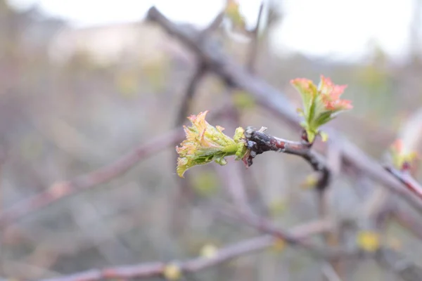 Jeunes Bourgeons Feuilles Vertes Sur Les Branches — Photo