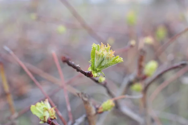 Jeunes Bourgeons Feuilles Vertes Sur Les Branches — Photo