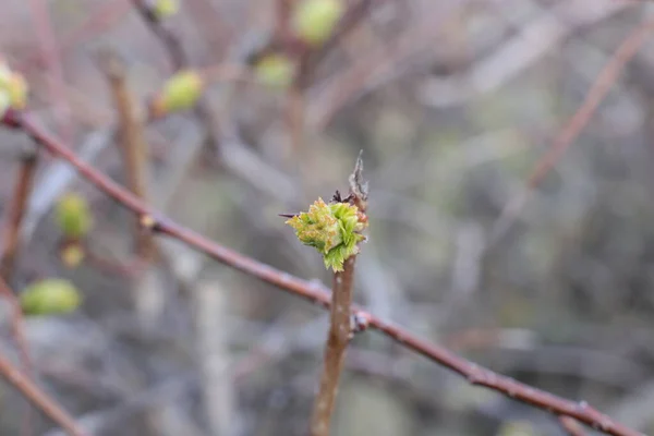 Brotes Jóvenes Hojas Verdes Las Ramas —  Fotos de Stock