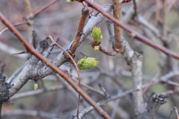 Jeunes Bourgeons Feuilles Vertes Sur Les Branches — Photo