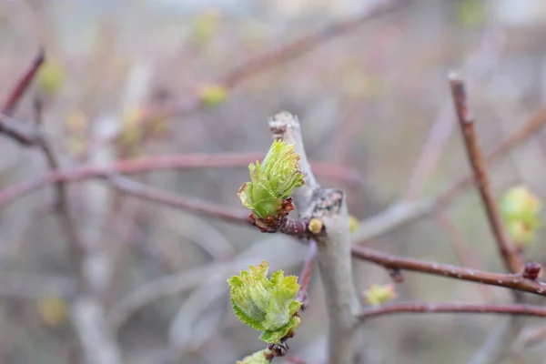 Brotes Jóvenes Hojas Verdes Las Ramas —  Fotos de Stock