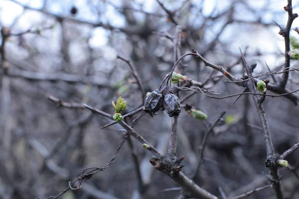 枝に若い芽と緑の葉 — ストック写真