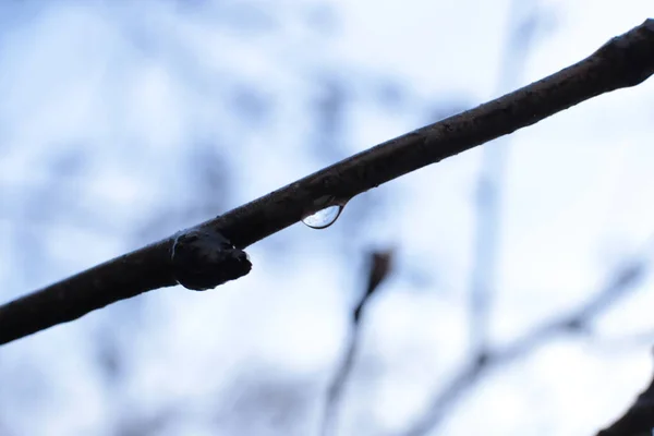 Jeunes Bourgeons Feuilles Vertes Sur Les Branches — Photo