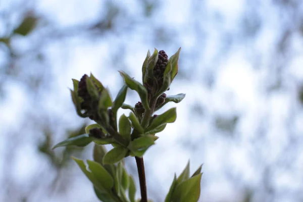 Brotes Jóvenes Hojas Verdes Las Ramas —  Fotos de Stock