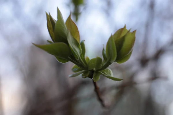 Unga Knoppar Och Gröna Blad Grenarna — Stockfoto