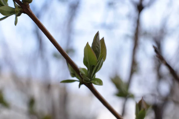 Brotes Jóvenes Hojas Verdes Las Ramas —  Fotos de Stock