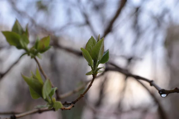 Молодые Почки Зеленые Листья Ветвях — стоковое фото