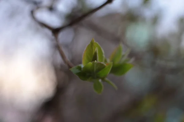 Young Buds Green Leaves Branches — Stock Photo, Image