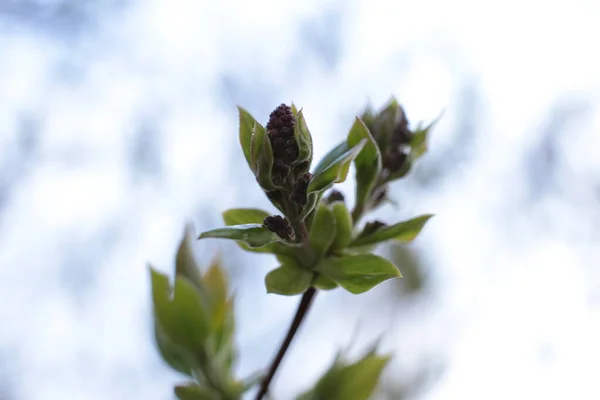 Молодые Почки Зеленые Листья Ветвях — стоковое фото