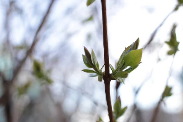 枝に若い芽と緑の葉 — ストック写真